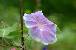 sozai/hanatane/08081391.jpg