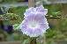 sozai/hanatane/08081401.jpg