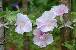 sozai/hanatane/08081421.jpg
