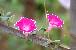 sozai/hanatane/08081441.jpg