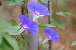 sozai/hanatane/08081591.jpg