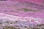 09050252.jpg